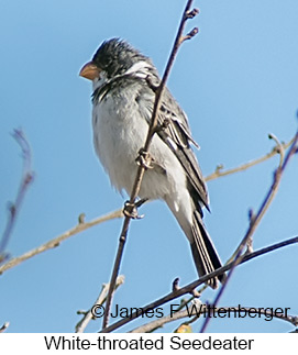 White-throated Seedeater - © James F Wittenberger and Exotic Birding LLC