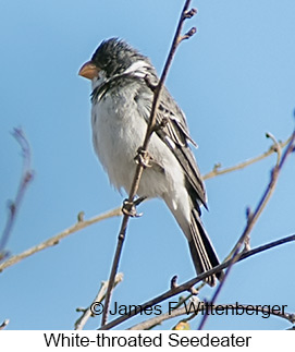 White-throated Seedeater - © James F Wittenberger and Exotic Birding LLC White-throated Seedeater - © James F Wittenberger and Exotic Birding LLC