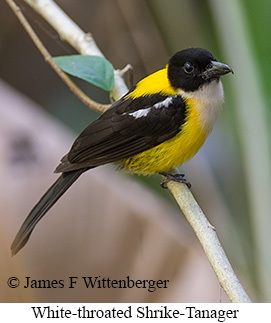White-throated Shrike-Tanager - © James F Wittenberger and Exotic Birding LLC White-throated Shrike-Tanager - © James F Wittenberger and Exotic Birding LLC