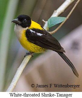 White-throated Shrike-Tanager - © James F Wittenberger and Exotic Birding LLC