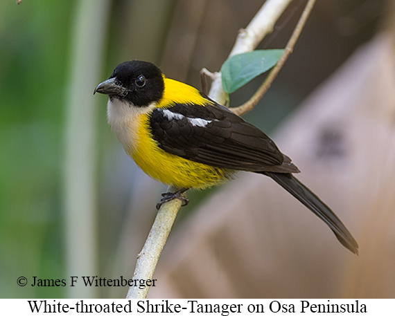White-throated Shrike-Tanager - &copy; James F Wittenberger and Exotic Birding LLC