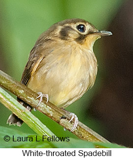 White-throated Spadebill - © Laura L Fellows and Exotic Birding LLC