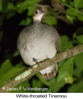 White-throated Tinamou - © James F Wittenberger and Exotic Birding LLC