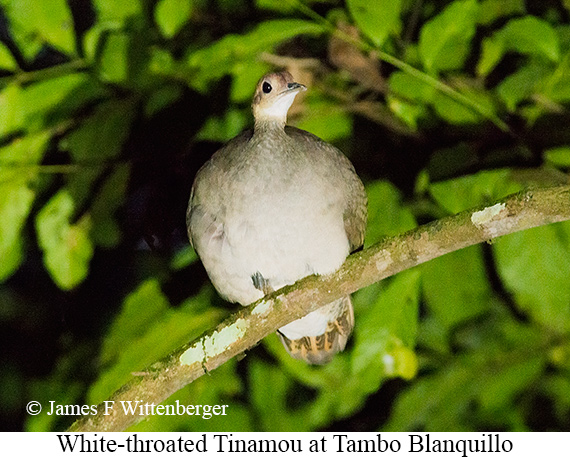 White-throated Tinamou - &copy; James F Wittenberger and Exotic Birding LLC