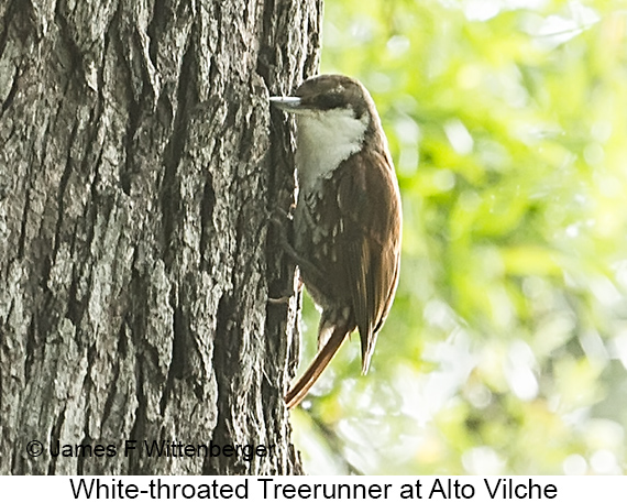 White-throated Treerunner - © James F Wittenberger and Exotic Birding LLC White-throated Treerunner - © James F Wittenberger and Exotic Birding LLC