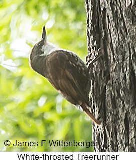 White-throated Treerunner - © James F Wittenberger and Exotic Birding LLC White-throated Treerunner - © James F Wittenberger and Exotic Birding LLC
