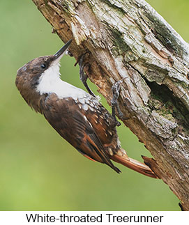 White-throated Treerunner  - Courtesy Argentina Wildlife Expeditions