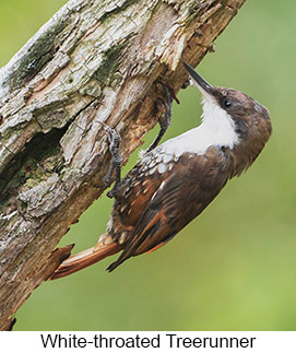 White-throated Treerunner  - Courtesy Argentina Wildlife Expeditions