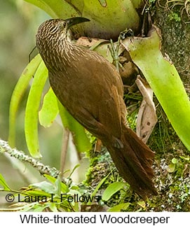 White-throated Woodcreeper - © Laura L Fellows and Exotic Birding LLC