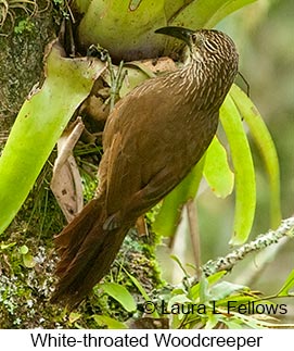 White-throated Woodcreeper - © Laura L Fellows and Exotic Birding LLC