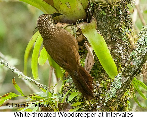 White-throated Woodcreeper - © Laura L Fellows and Exotic Birding LLC