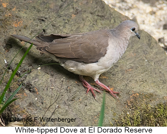 White-tipped Dove - © James F Wittenberger and Exotic Birding LLC White-tipped Dove - © James F Wittenberger and Exotic Birding LLC
