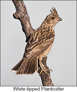 White-tipped Plantcutter  - Courtesy Argentina Wildlife Expeditions