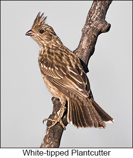 White-tipped Plantcutter  - Courtesy Argentina Wildlife Expeditions