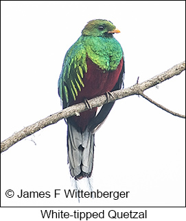 White-tipped Quetzal - © James F Wittenberger and Exotic Birding LLC