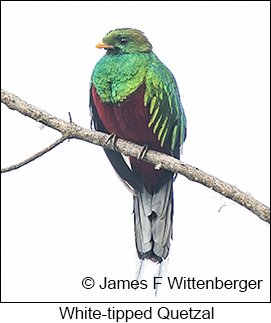 White-tipped Quetzal - © James F Wittenberger and Exotic Birding LLC