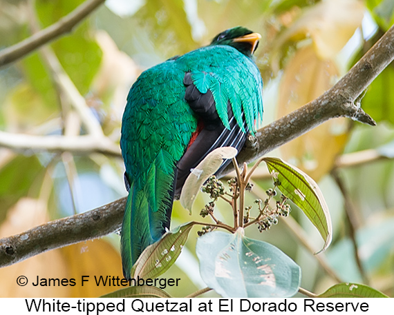 White-tipped Quetzal - © James F Wittenberger and Exotic Birding LLC White-tipped Quetzal - © James F Wittenberger and Exotic Birding LLC