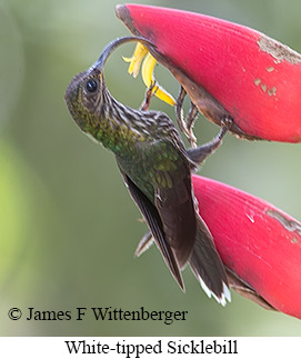 White-tipped Sicklebill - © James F Wittenberger and Exotic Birding LLC