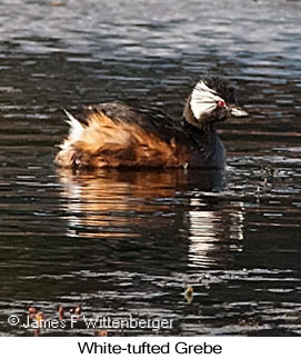 White-tufted Grebe - © James F Wittenberger and Exotic Birding LLC