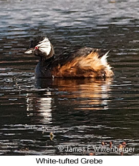 White-tufted Grebe - © James F Wittenberger and Exotic Birding LLC White-tufted Grebe - © James F Wittenberger and Exotic Birding LLC