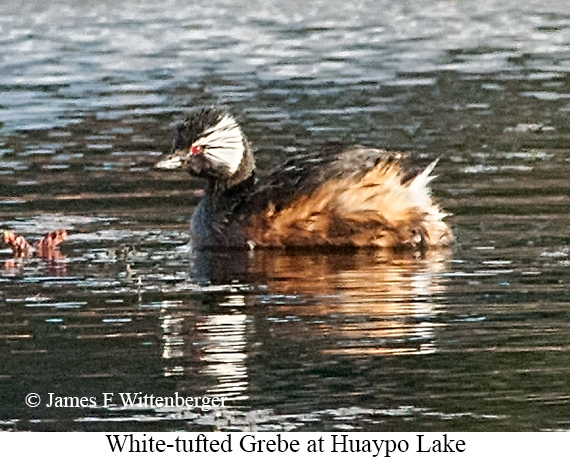 White-tufted Grebe - &copy; James F Wittenberger and Exotic Birding LLC
