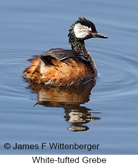 White-tufted Grebe - © James F Wittenberger and Exotic Birding LLC White-tufted Grebe - © James F Wittenberger and Exotic Birding LLC