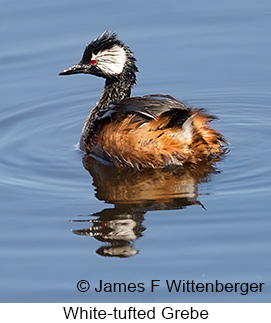 White-tufted Grebe - © James F Wittenberger and Exotic Birding LLC