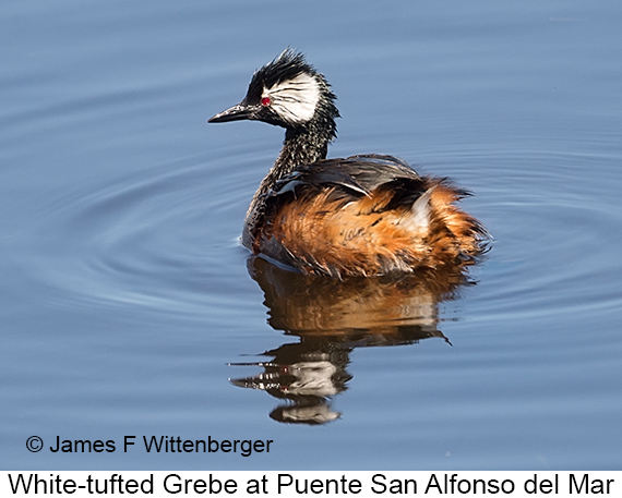 White-tufted Grebe - © James F Wittenberger and Exotic Birding LLC White-tufted Grebe - © James F Wittenberger and Exotic Birding LLC