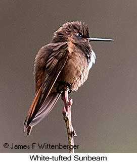 White-tufted Sunbeam - © James F Wittenberger and Exotic Birding LLC