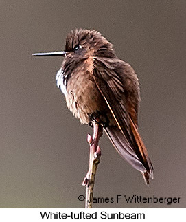 White-tufted Sunbeam - © James F Wittenberger and Exotic Birding LLC