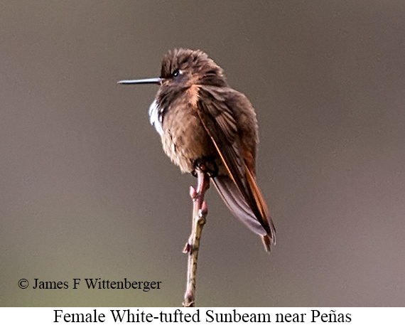 Female White-tufted Sunbeam - &copy; James F Wittenberger and Exotic Birding LLC
