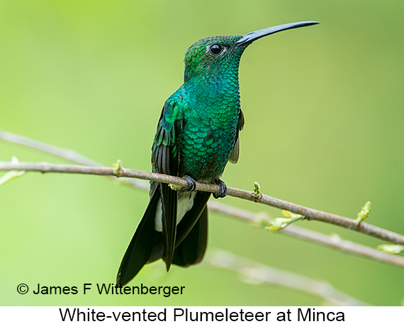 White-vented Plumeleteer - © James F Wittenberger and Exotic Birding LLC White-vented Plumeleteer - © James F Wittenberger and Exotic Birding LLC