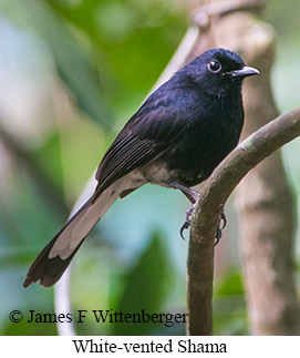 White-vented Shama - © James F Wittenberger and Exotic Birding LLC