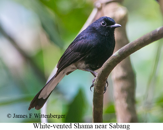 White-vented Shama - © James F Wittenberger and Exotic Birding LLC White-vented Shama - © James F Wittenberger and Exotic Birding LLC