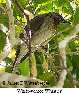 White-vented Whistler - © James F Wittenberger and Exotic Birding LLC
