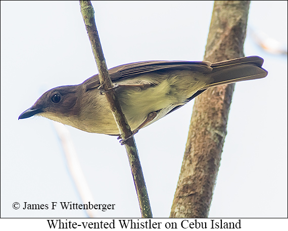 White-vented Whistler - © James F Wittenberger and Exotic Birding LLC