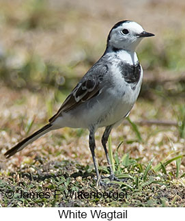 White Wagtail - © James F Wittenberger and Exotic Birding LLC