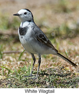 White Wagtail - © James F Wittenberger and Exotic Birding LLC White Wagtail - © James F Wittenberger and Exotic Birding LLC
