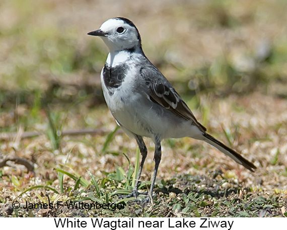 White Wagtail - © James F Wittenberger and Exotic Birding LLC
