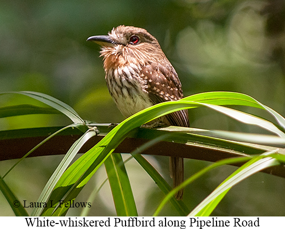 White-whiskered Puffbird - © James F Wittenberger and Exotic Birding LLC