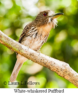 White-whiskered Puffbird - © Laura L Fellows and Exotic Birding LLC