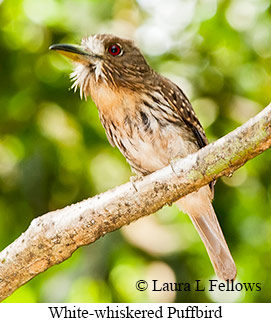 White-whiskered Puffbird - © Laura L Fellows and Exotic Birding LLC