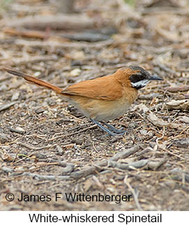 White-whiskered Spinetail - © James F Wittenberger and Exotic Birding LLC