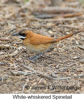 White-whiskered Spinetail - © James F Wittenberger and Exotic Birding LLC