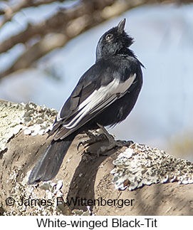 White-winged Black-Tit - © James F Wittenberger and Exotic Birding LLC White-winged Black-Tit - © James F Wittenberger and Exotic Birding LLC