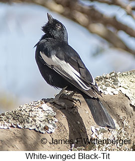 White-winged Black-Tit - © James F Wittenberger and Exotic Birding LLC