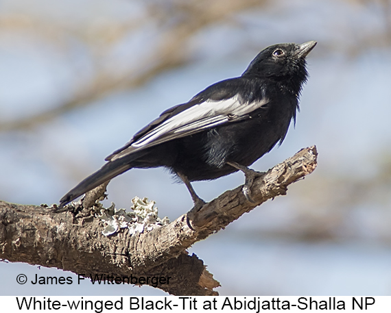 White-winged Black-Tit - © The Photographer and Exotic Birding LLC