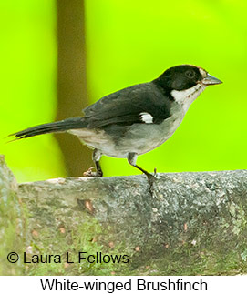 White-winged Brush-Finch - &copy; Laura L Fellows and Exotic Birding Tours