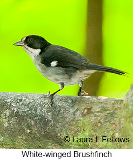 White-winged Brush-Finch - &copy; Laura L Fellows and Exotic Birding Tours