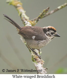 White-winged Brushfinch - &copy; James F Wittenberger and Exotic Birding LLC